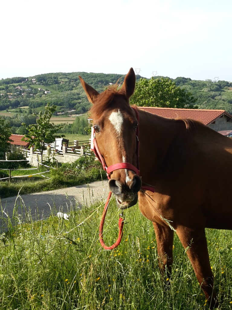 Lire la suite à propos de l’article Les chevaux